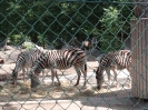 Tiergarten_Schönbrunn_12_26