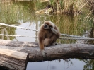 Tiergarten_Schönbrunn_12_31