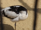 Tiergarten_Schönbrunn_12_36