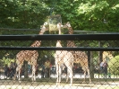 Tiergarten_Schönbrunn_12_42