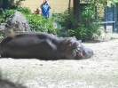 Tiergarten_Schönbrunn_12_45