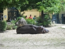 Tiergarten_Schönbrunn_12_46