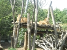 Tiergarten_Schönbrunn_12_51