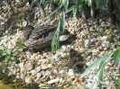 Tiergarten_Schönbrunn_12_57