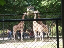 Tiergarten_Schönbrunn_12_5