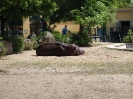 Tiergarten_Schönbrunn_12_6