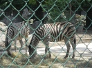 Tiergarten_Schönbrunn_12_71