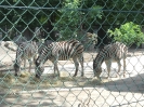 Tiergarten_Schönbrunn_12_72