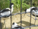 Tiergarten_Schönbrunn_12_79