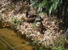 Tiergarten_Schönbrunn_12_8